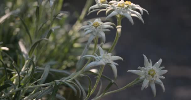 特写Edelweiss花在模糊的绿叶花园背景 Edelweiss是一种稀有的花 原产于欧洲阿尔卑斯山的狮子座属植物 具有奉献的象征意义 — 图库视频影像