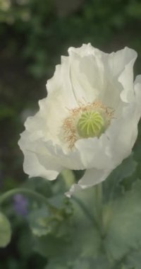 Çiçek bahçesinde yeşil yapraklı (Papaver somniferum) beyaz afyon haşhaşı veya ekmek tohumu gelinciği, dikey yönelim