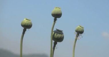 Afyon haşhaşı veya ekmek tohumu haşhaşı (Papaver somniferum) tohum kapsülleri rüzgarda salınan gökyüzü ve dağ zeminine karşı