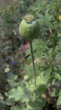 Afyon gelinciği (Papaver somniferum) çiçek bahçesinde yeşil yapraklı tohum kapsülü, dikey yönelim