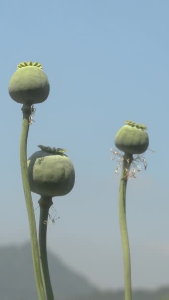 罂粟或面包籽罂粟 Papaver Somniferum 种子豆荚胶囊在风中摇曳 与天空和山地背景相对照 垂直方向 — 图库视频影像