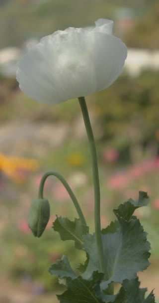 白色罂粟花或面包籽罂粟 Papaver Somniferum 绿叶在风中摇曳 花园背景 垂直方向 — 图库视频影像