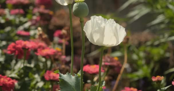Langzame Beweging Van Witte Opium Papaver Bloemen Brood Maanzaad Papaver — Stockvideo