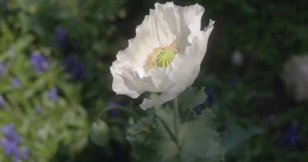 白罂粟花或面包籽罂粟 Papaver Somniferum 植物的缓慢运动 绿叶随风摇曳在花园背景中 — 图库视频影像