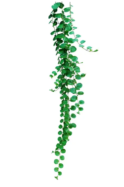 stock image Hanging green round-leaved grass Agracejo rastrero bindweed or dwarf morning glory is a ground cover vine plant with trailing stems and small white flowers  isolated on white background