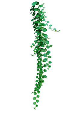 Asılı yeşil yuvarlak yapraklı ot Agracejo rastrero bindweed veya cüce sabah zaferi bir asma bitkisidir.