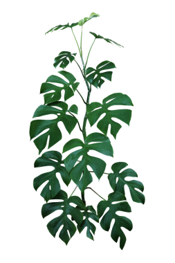 Mini Monstera ya da Philodendron Ginny (Rhaphidophora Tetrasperma), tropikal bir asma tırmanma bitkisidir.