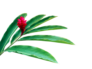 Kırmızı zencefilli yeşil yapraklar (Alpinia purpurata) tropikal orman bitkisi