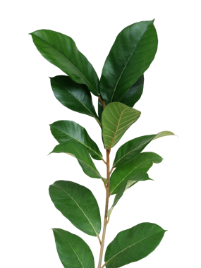 Koyu yeşil yapraklar, tropikal yağmur ormanı olan genç incir ağacı (Ficus türleri) oluşturur.