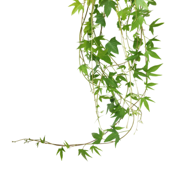 Asma sarmaşık yaprağı, tatlı patates asması