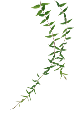 Yeşil yapraklar sarmaşıklara tırmanıyor.