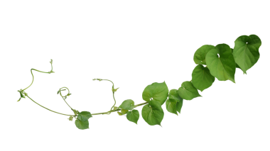 Kalp şeklinde yeşil yapraklar ve çiçeklerle kıvrılmış orman sarmaşıkları sarmaşık sarmaşığı (Telosma kordata)