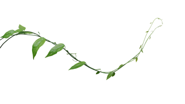 Bükülmüş orman sarmaşıkları tırmanma tesisi, Tiliacora Triandra 'nın yeşil yaprakları Güneydoğu Asya' ya özgü tıbbi bitki..