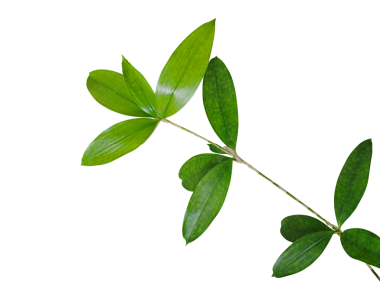 Dracaena 'nın yeşil yaprakları Altın Tozu veya Japon bambusu süs bahçesi bitkisi