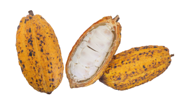 Kakao kabuğunun içinde beyaz fasulye bulunan doğal kakao meyvesi.