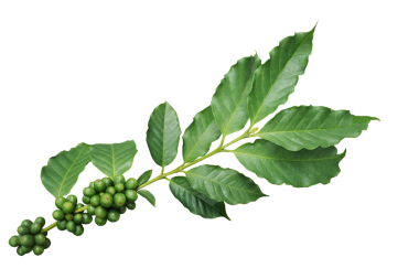 Yeşil yapraklı kahve ağacı dalı ve olgunlaşmamış kahve meyveleri veya kahve kirazları
