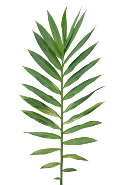 Zencefil familyasının yeşil yapraklı (Zingiber cassumunar) tropikal orman bitkisi.