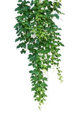 Asılı orman sarmaşığı üzümlü çalılar veya üç yapraklı yabani asma cayratia (Cayratia trifolia) liana sarmaşık bitkisi