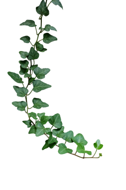 Yeşil yapraklı sarmaşık, sarmaşığa tırmanma bitkisi, kapalı alanda sarmaşıkların asılı olduğu dal.