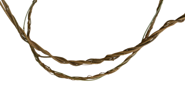 Çarpık orman sarmaşıkları, tropikal yağmur ormanı liana bitkisi