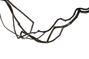 Dağınık orman sarmaşıkları, tropikal yağmur ormanı liana bitkisi