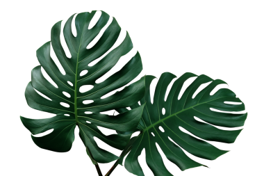 Canavarın koyu yeşil yaprakları veya bölünmüş yapraklı filodendron (Monstera deliciosa) tropikal bitki örtüsü.