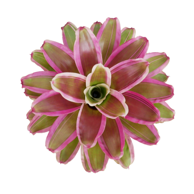 Bromeliad bitkisi (Neoregelia bromeliad), Güney Amerika yağmur ormanlarına özgü epifiz çiçekleri olan çok renkli yapraklı bir bitki.