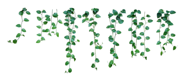 Asılı kalp şeklindeki sarmaşık yaprakları ya da altın kakımlar.