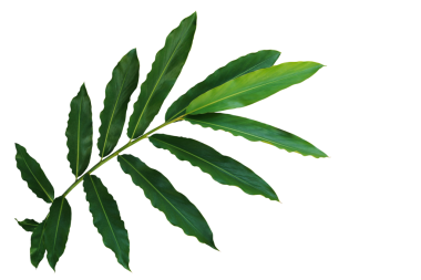 Yeşil yapraklı meşaleli zencefil ya da tropikal orman bitkisi yabani kızıl