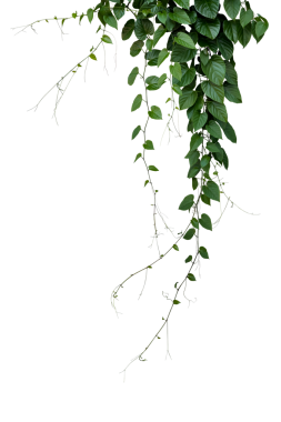 Yeşil yapraklar Java ağacı veya sarmaşık sarmaşığı sarmaşığı fidanı