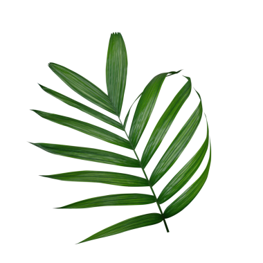 Palmiye yapraklarında yeşil tropik palmiye yaprakları