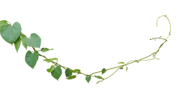 Kalp şeklinde yeşil yaprakları olan eğri büğrü orman sarmaşığı tırmanma tesisi