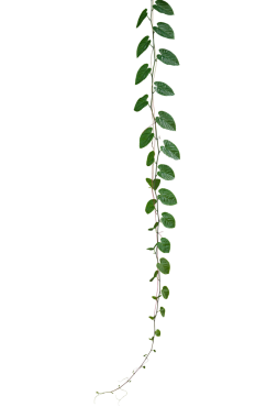 Asılı orman sarmaşık bitkisi yeşil yapraklar Cava ağacı ağacı veya üzüm sarmaşığı