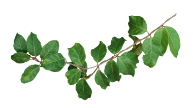 Yeşil yapraklar orman sarmaşıkları. Vahşi tropik yağmur ormanlarında yetişen liana bitkisi.