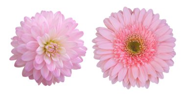 Dahlia ve Gerbera papatya çiçekleri, güzel pembe çiçekler beyaz arka planda çiçek açarlar.