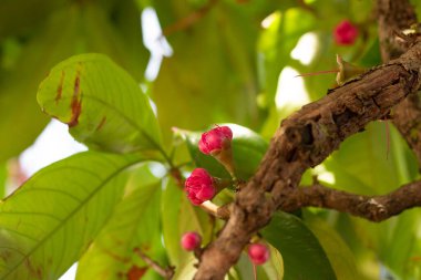 Ağaçtaki jambo çiçekleri