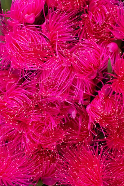 Vista Dall Alto Diversi Fiori Rosa — Foto Stock