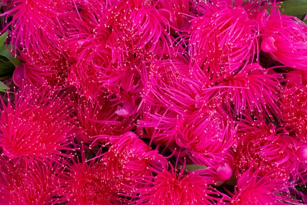 Vista Dall Alto Diversi Fiori Rosa — Foto Stock