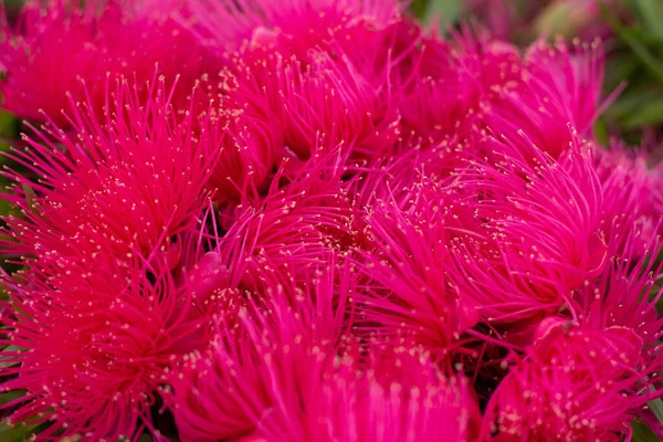 Useita Vaaleanpunaisia Kukkia Maassa — kuvapankkivalokuva