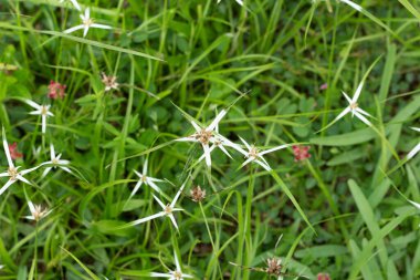 Küçük beyaz çiçekli yeşil çimenler