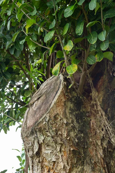 木の幹に大きなカット 土の日 — ストック写真