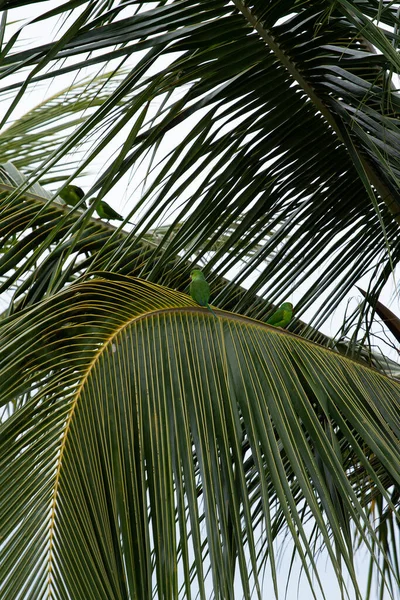 Dva Zelené Macaws Kokosových Větvích Stromů — Stock fotografie