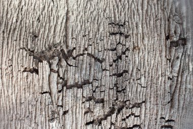 Güzel doğal ağaç gövdesi dokusu