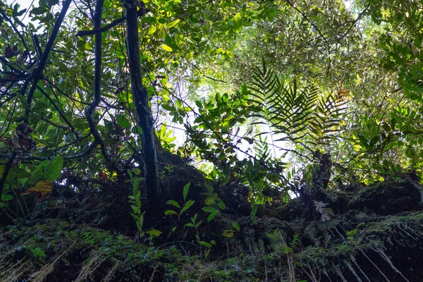 緑の植物や苔でいっぱいの素晴らしい渓谷の風景 — ストック写真