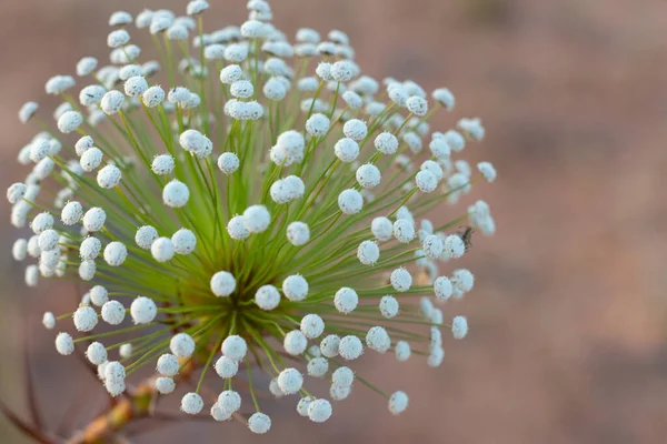 典型的なセラード植物 チュベリーニョ のスーパークローズ — ストック写真