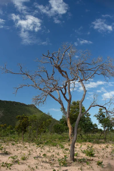 Удивительный Ландшафт Бразильского Cerrado Сухими Деревьями Солнечный День — стоковое фото
