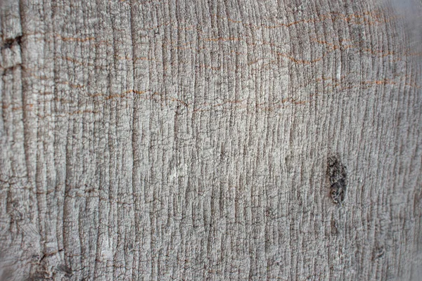 Piękna Naturalna Tekstura Pnia Drzewa — Zdjęcie stockowe