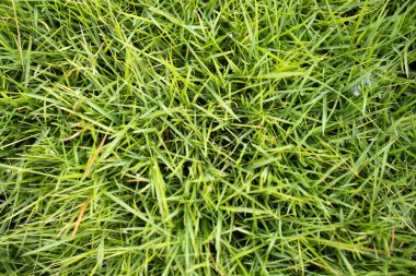 Yeşil otlar doğal bir doku oluşturuyor.