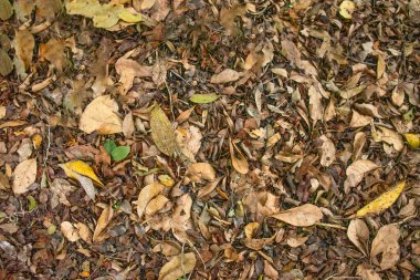 Yerdeki birkaç kuru yaprak bir doku oluşturuyor.