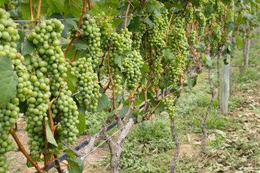 Üzüm bağında bir sürü yeşil üzüm var.